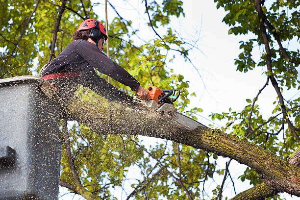 How Our Tree Care Process Works  in  Shoshone, ID